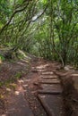 Wooden log through the laurel tree forest of Parque Rural de Anaga