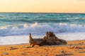 Wooden log at Sunset at Agios Ioannis beach in Lefkada
