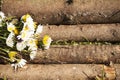 Wooden log surface perspective on blurred green meadow background