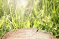 Wooden log surface perspective on blurred green meadow background