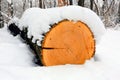 Wooden log in winter forest Royalty Free Stock Photo