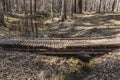 Wooden logs bridge with yellow leaves over the creek in spring in pines and birches forest Royalty Free Stock Photo