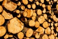 Wooden logs cut and stacked in pile, felled by the logging timber industry