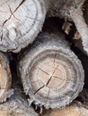 Wooden logs detail, rings and cracks