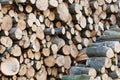 Wooden Logs with Forest on Background. Trunks of trees cut and stacked in the foreground