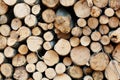 Wooden Logs with Forest on Background. Trunks of trees cut and stacked in the foreground