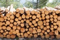 Wooden Logs with Forest on Background / Trunks of trees cut and stacked in the foreground, green forest in the background with sun