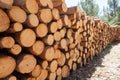 Wooden Logs with Forest on Background / Trunks of trees cut and stacked in the foreground, green forest in the background with sun