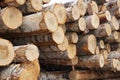 Wooden Logs with Forest on Background Trunks of trees cut and stacked in the foreground, green forest in the background