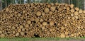 Wooden Logs with Forest on Background. Trunks of trees cut and stacked in the foreground