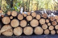 Wooden Logs with Forest on Background. Trunks of trees cut and stacked in the foreground. Pile of wood logs on edge of forest. Sta