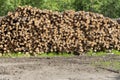 Wooden Logs with Forest on Background. Woodpile of freshly harvested logs. Deforestation Royalty Free Stock Photo