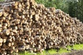 Wooden Logs with Forest on Background. Woodpile of freshly harvested logs. Destruction of forests Royalty Free Stock Photo
