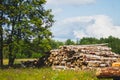 Wooden logs in the forest. chopped tree logs stack. nature landscape