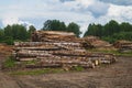 Wooden logs in the forest. chopped tree logs stack. nature landscape Royalty Free Stock Photo