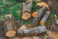 Wooden logs lie on the ground between the green grass. Logging industry. Sawn tree.