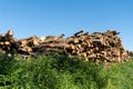 Wooden logs of oak tree Royalty Free Stock Photo