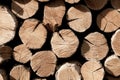 wooden logs pattern backdrop. old oak tree material Royalty Free Stock Photo