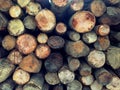 Wooden logs pine