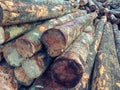 Wooden logs pine