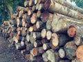 Wooden logs pine