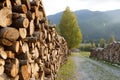 Wooden logs of pine woods in the forest, stacked in a pile in Carpathians. Freshly chopped tree logs stacked up on top Royalty Free Stock Photo