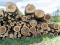 Wooden logs of pine woods in the forest, stacked in a pile, cross section of log shows sapwood, bark in round shape