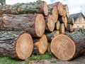 Wooden logs of pine woods in the forest, stacked in a pile, cross section of log shows sapwood, bark in round shape