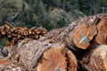 Wooden logs of pine woods stacked in a pile Royalty Free Stock Photo