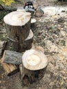 wooden logs of sawn tree trunk, preparing firewood for the winter