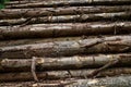 Wooden logs stacked in Harz mountains Germany Royalty Free Stock Photo