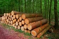 Wooden logs stacked in Harz mountains Germany Royalty Free Stock Photo