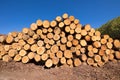 Wooden logs stacked in the sawmill Royalty Free Stock Photo