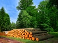 Wooden logs timber stacked in Harz Germany Royalty Free Stock Photo