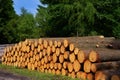 Wooden logs timber stacked in Harz Germany Royalty Free Stock Photo