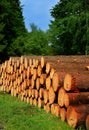 Wooden logs timber stacked in Harz Germany Royalty Free Stock Photo