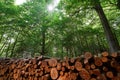 Wooden logs timber stacked in Harz Germany Royalty Free Stock Photo