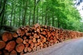 Wooden logs timber stacked in Harz Germany Royalty Free Stock Photo