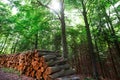 Wooden logs timber stacked in Harz Germany Royalty Free Stock Photo