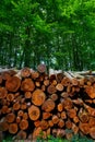 Wooden logs timber stacked in Harz Germany Royalty Free Stock Photo