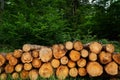 Wooden logs stacked in Harz mountains Germany Royalty Free Stock Photo