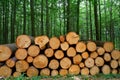 Wooden logs stacked in Harz mountains Germany Royalty Free Stock Photo