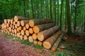 Wooden logs timber stacked in Harz Germany Royalty Free Stock Photo