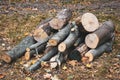 Wooden logs of woods in the park in autumn, stacked in a pile. Freshly chopped tree logs stacked up on top of each other in a heap