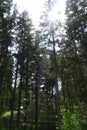 Wooden look out tower in deep forest