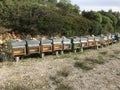 Wooden man made bee hives in nature Royalty Free Stock Photo