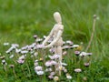 Wooden mannequin between flowers on spring time Ecology and garden concept Royalty Free Stock Photo