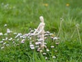 Wooden mannequin between flowers on springtime Ecology and garden concept Royalty Free Stock Photo