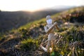 Wooden mannequin praying in nature, corona virus and lockdown concept.