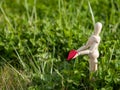 Wooden mannequin with a red heart on his hands in the grass. Concept of romanticism and love Royalty Free Stock Photo